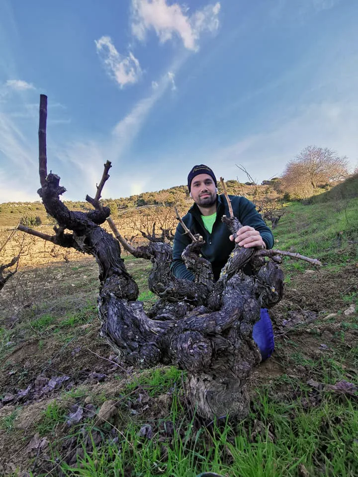 Marco Canneddu durante la potatura di un vitigno di cannonau secolare