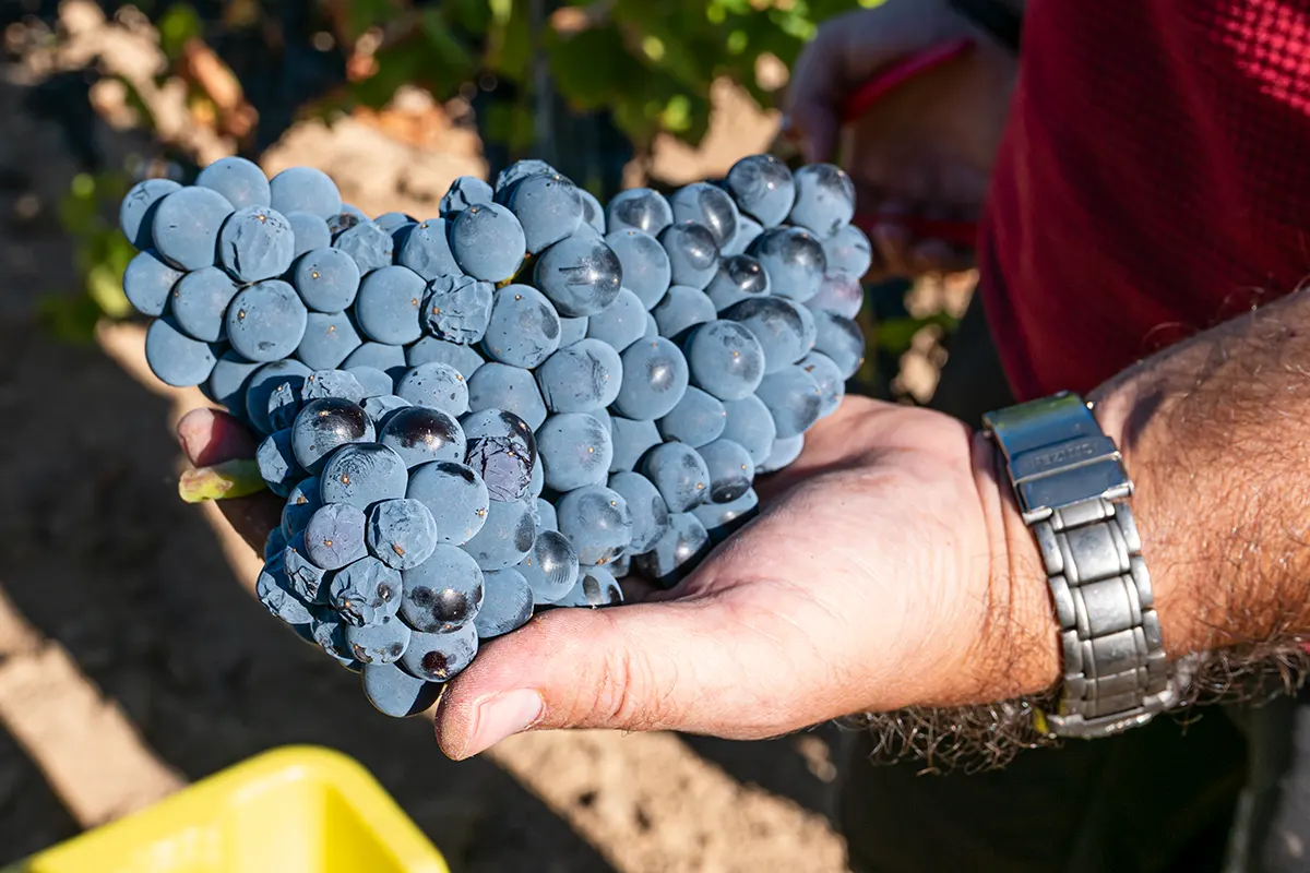 Un grappolo di uva Cannonau durante la vendemmia a Mamoiada